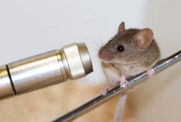Maus mit Mikrofon - Foto Bettina Wernisch/Vetmeduni