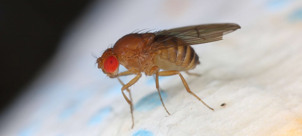 Großaufnahme der Fruchtfliege Drosophila melanogaster