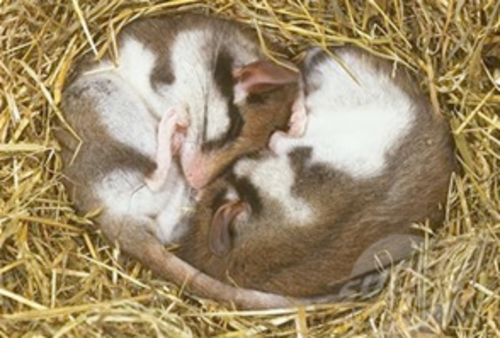 Foto von zwei jungen Gartenschläfern im Nest