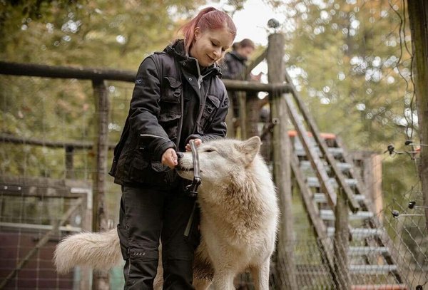 Wolf-Mensch-Interaktion/Wolf human interaction - Photo Robert Bayer/WSC