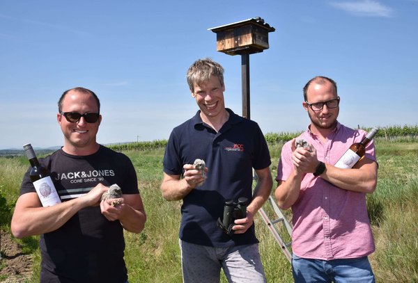 Little owl chicks from the vineyard Wora: Richard Zink from the AOC Seebarn with Michael (l.) und Andreas Ulzer - Photo Rapp. 