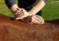 Chiropraktik beim Pferd