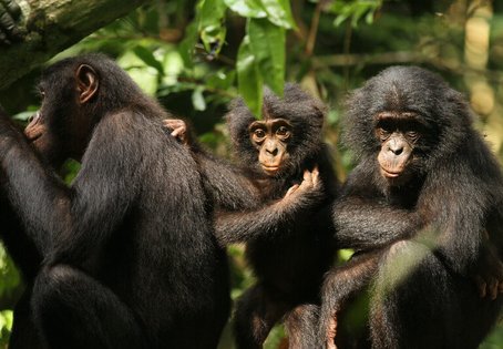 Two bonobo youngsters with their mother (left). The stress response of the older sibling is independent of its age and is not associated with other weaning processes such as reduced physical contact, less carrying, or cessation of suckling. Photo: Sean M. Lee