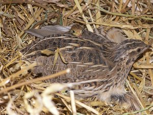 Quail mother with two chicks