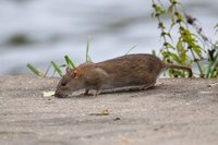 photo of a brown rat near a river