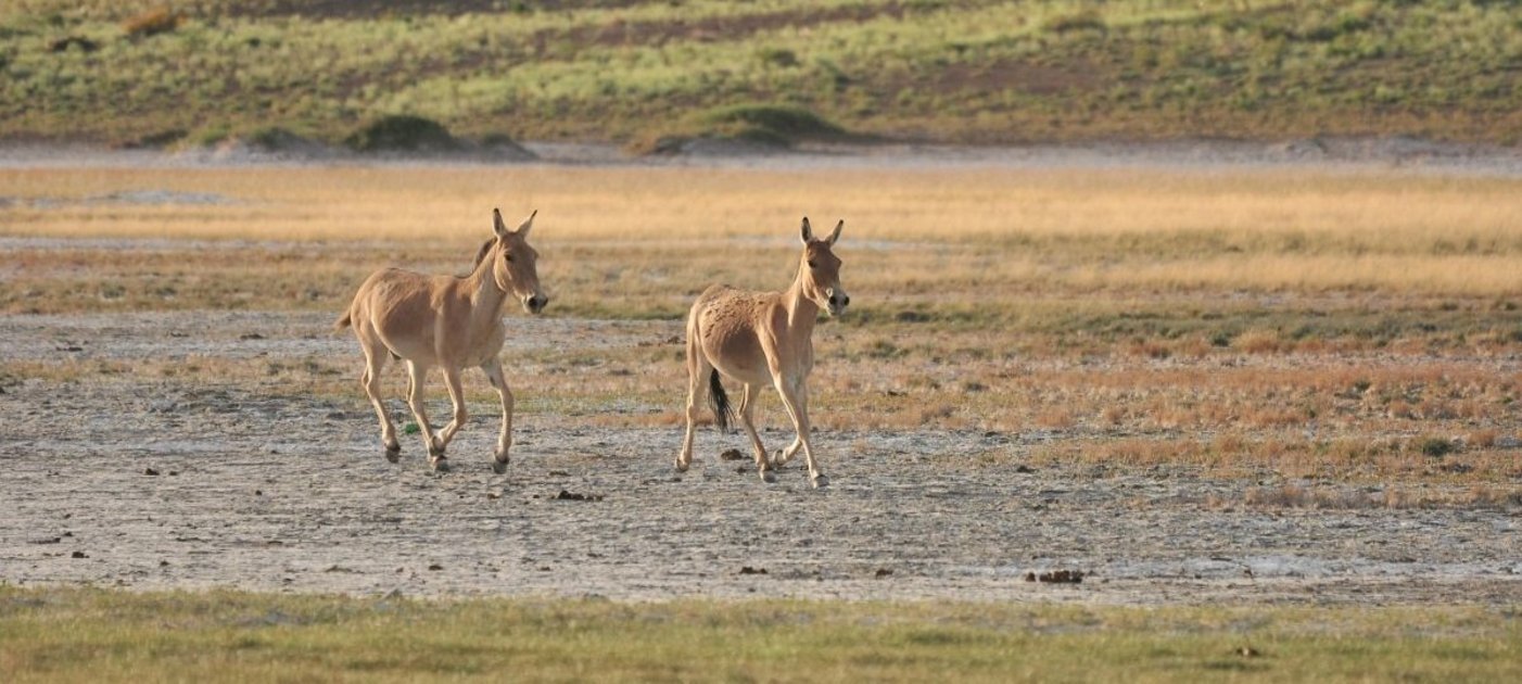 2 wild asses in the Mongolian desert