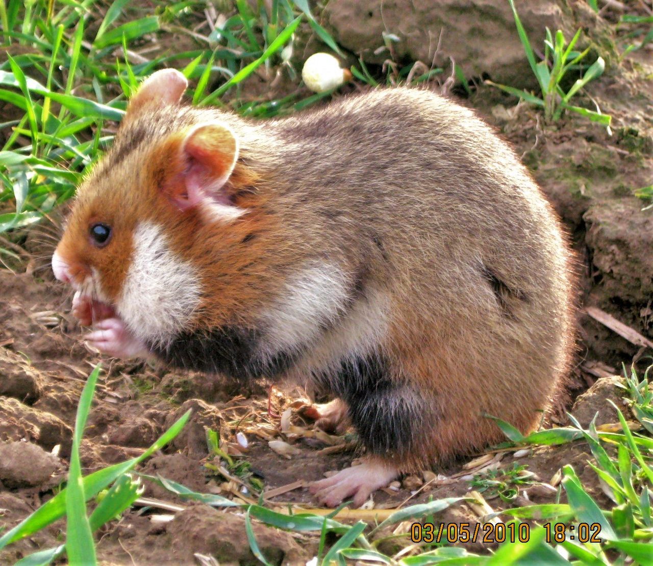 Common hamster (Photo Agnieszka Szeląg, CC BY-SA 3.0 Wikimedia Commons)