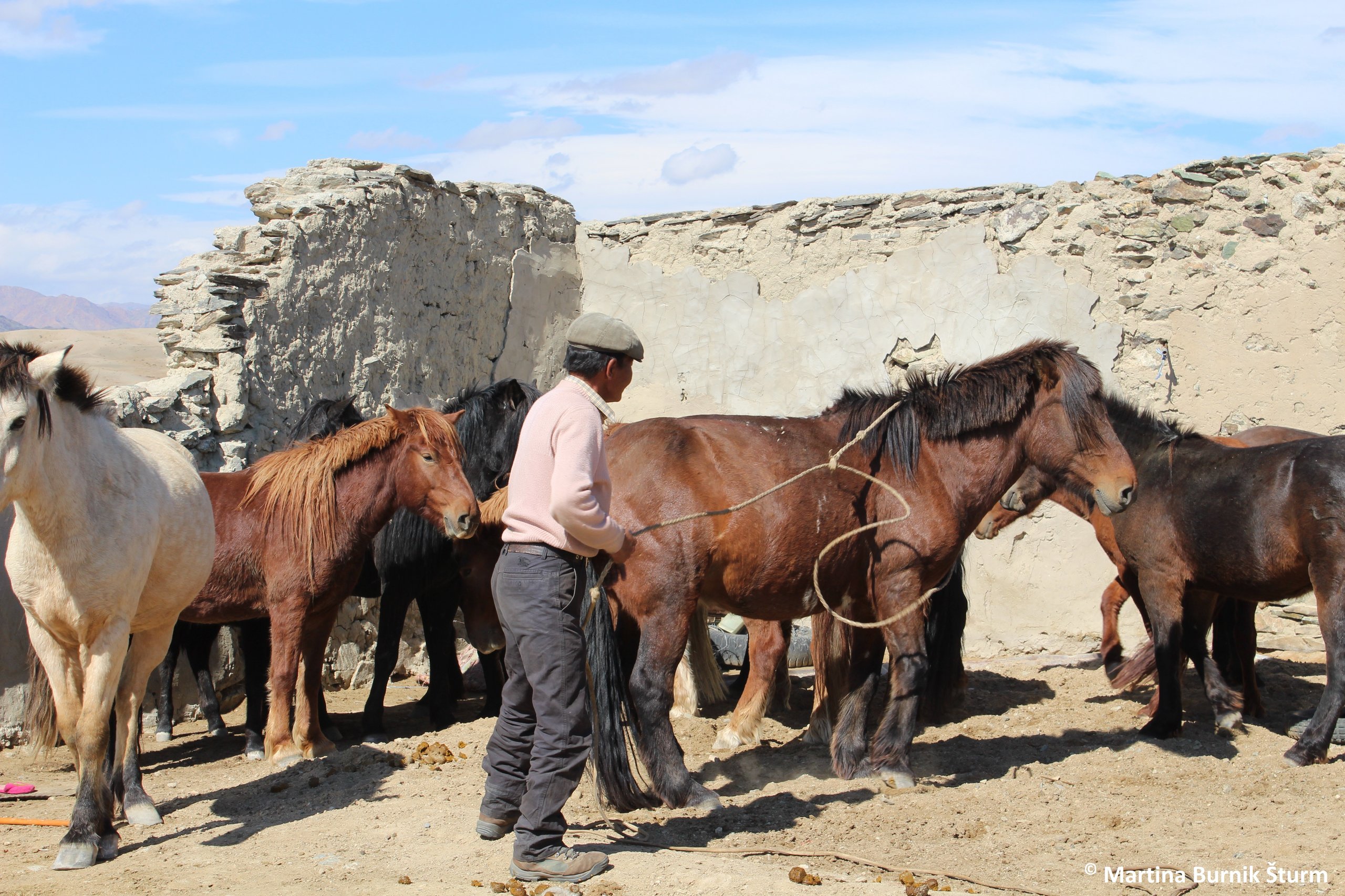 Photo of domestic horses in Bij