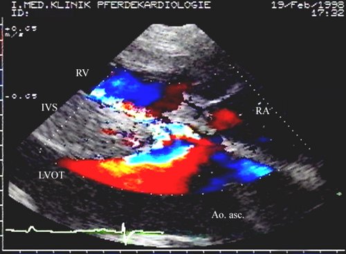 Ventrikelseptumdefekt (Foto: &copy; Vetmeduni Vienna)