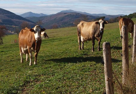 Kühe auf der Weide, Foto: Viktoria Neubauer