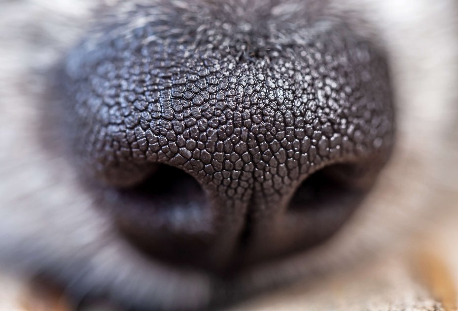 Hundeschnauze