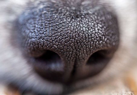 Hundeschnauze