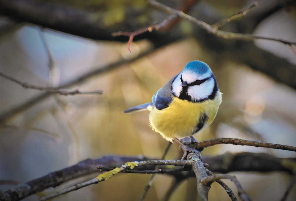 Blue Tit (Cyanistes caeruleus) (Foto Capri23auto/ pixabay.com)