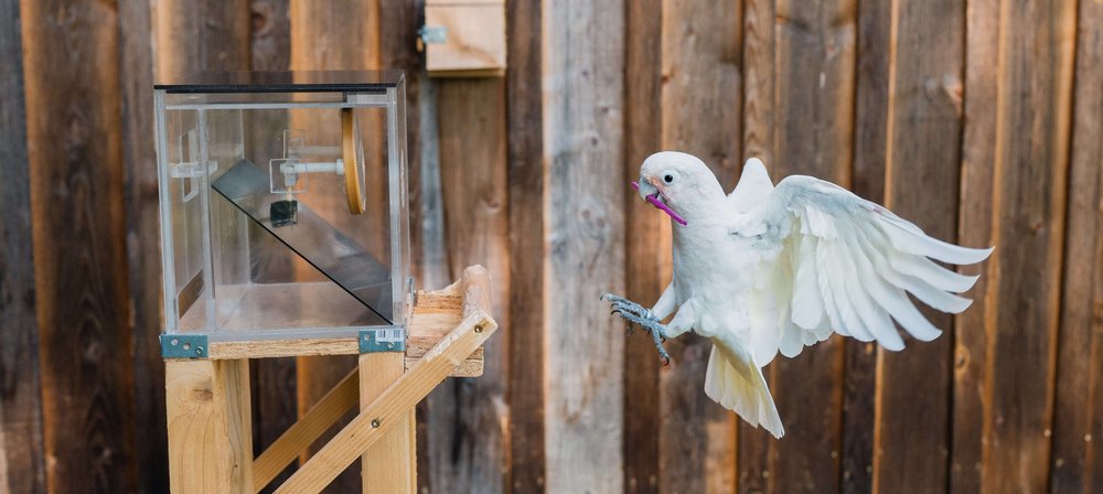 Goffin cockatoo "Figaro", Photo: Thomas Suchanek/Vetmeduni