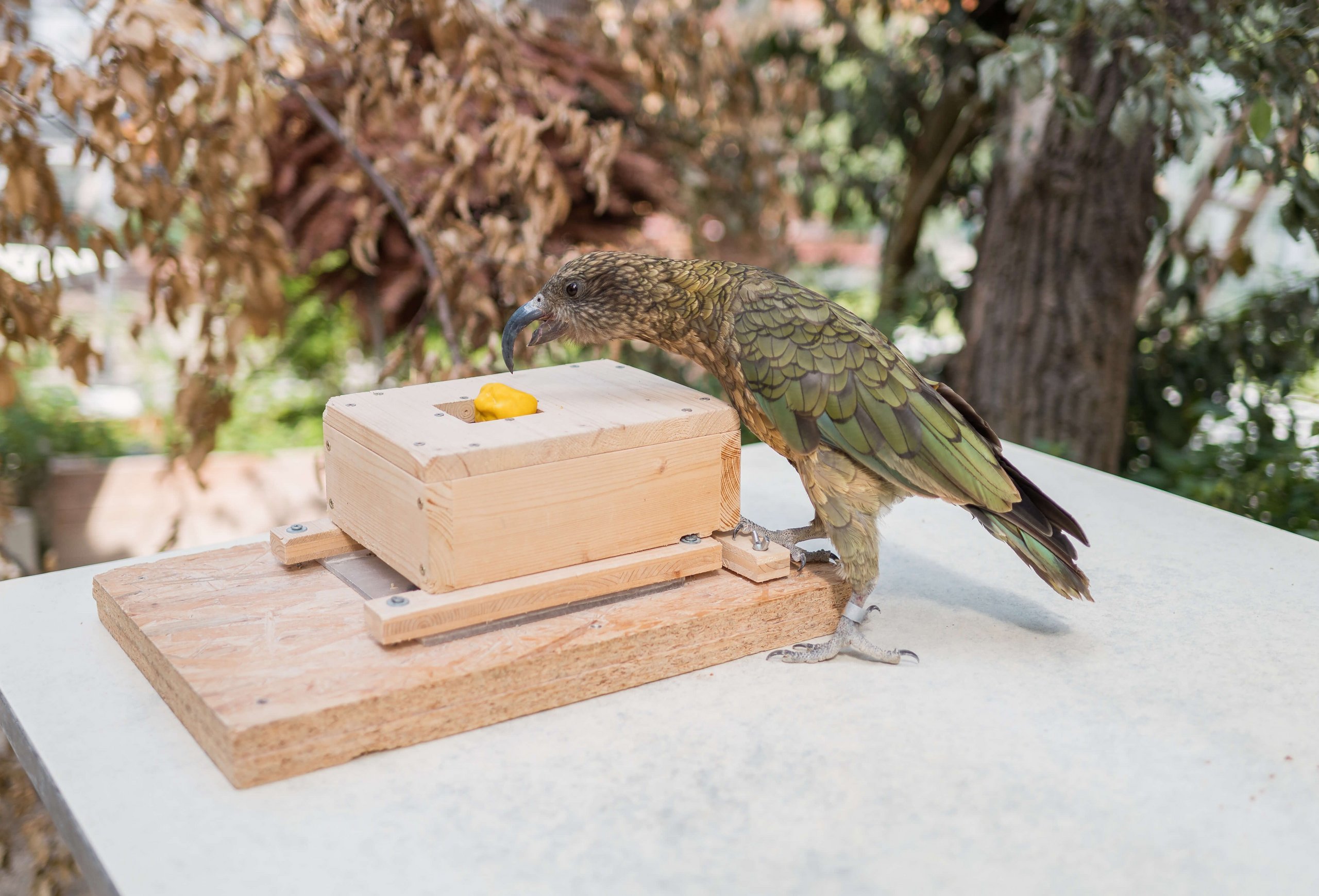 A Kea is leaning over an experiment box that contains yellow material.