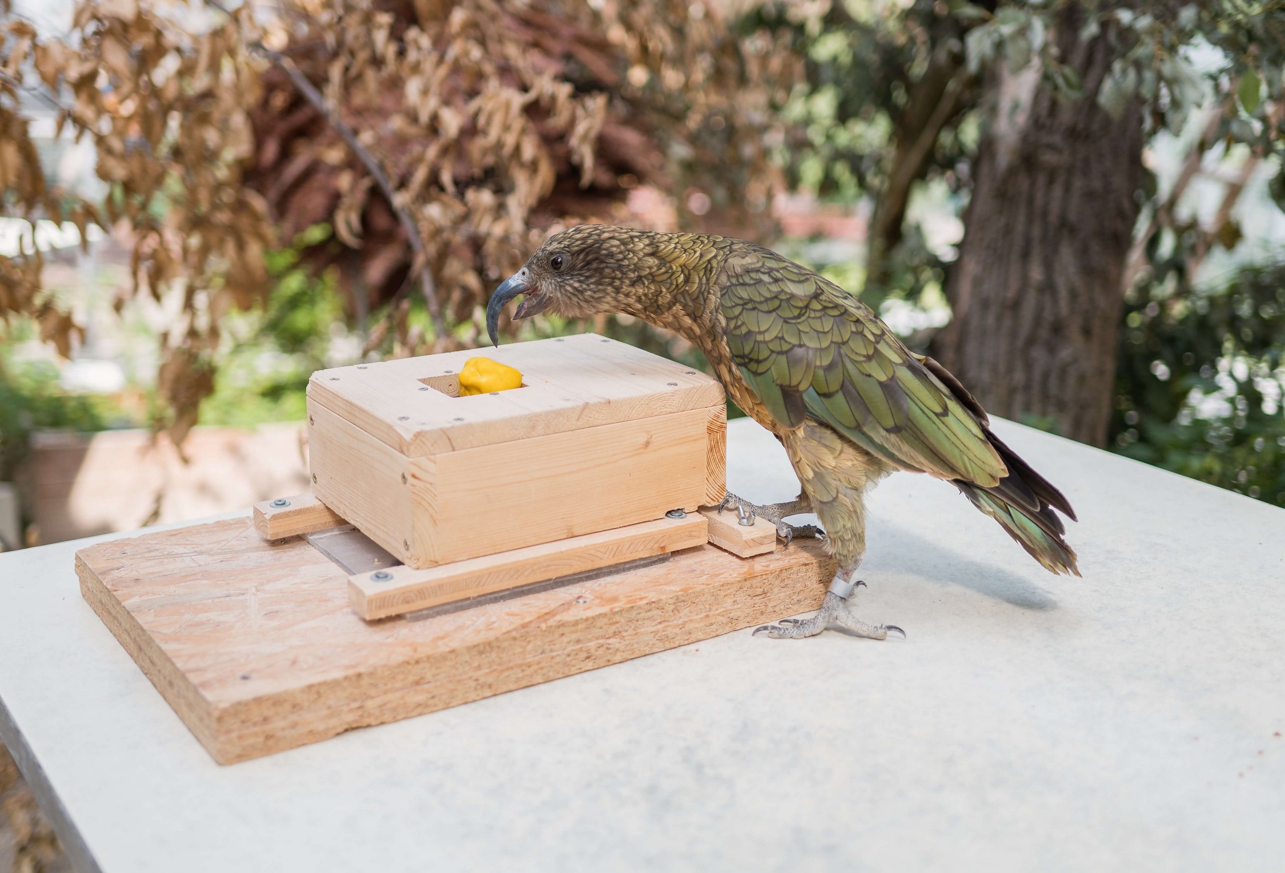 A Kea is leaning over an experiment box that contains yellow material.