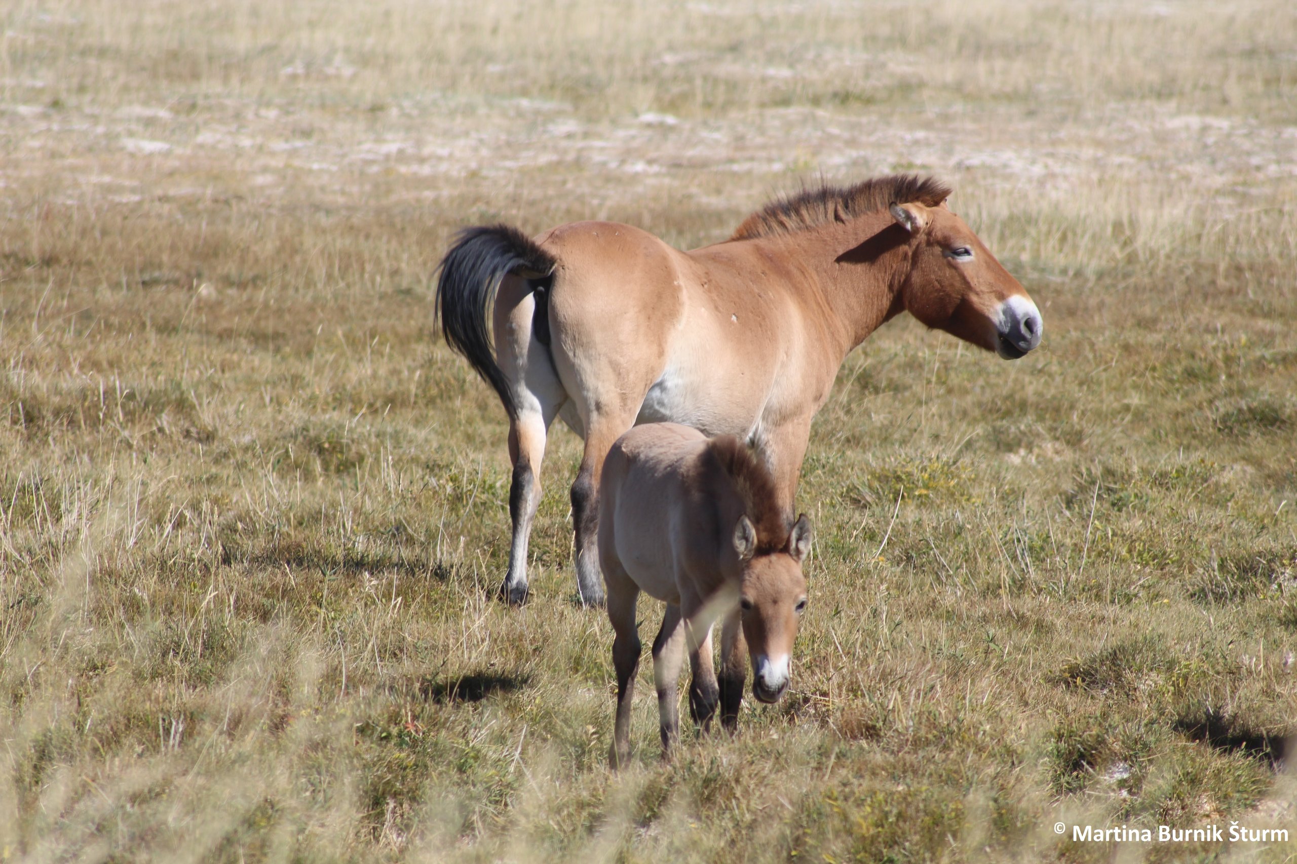 Photo of a Przewalski´s horse mare with foal