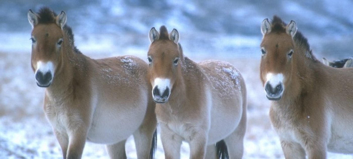 3 takshi in the snow