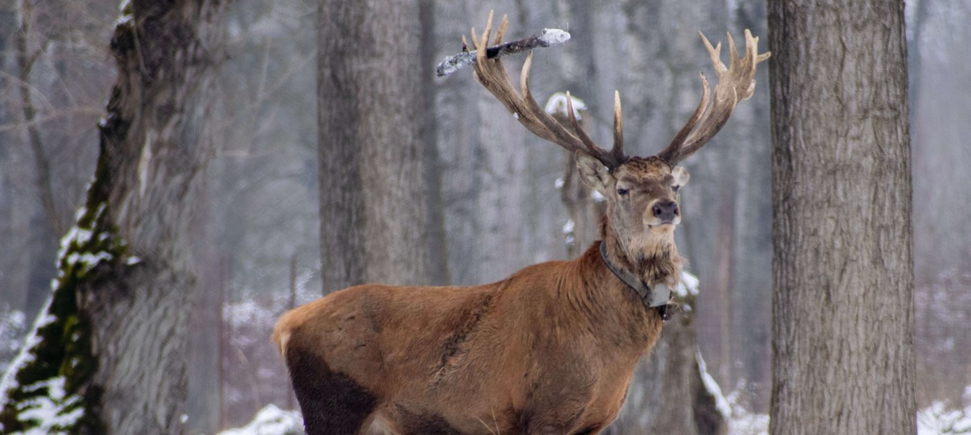 Besenderter Hirsch im verschneiten Wald/red deer stag with telemetry collar in snowy woods