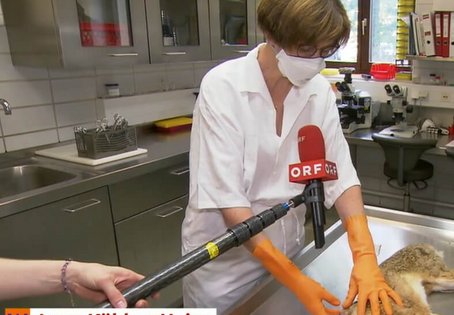 Screenshot ORF Beitrag, Ärztin mit Kaninchen am OP Tisch, Untertitel: Anna Kübber-Heiss, Virologin Vetmeduni