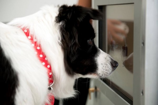 Foto: Clever Dog Lab/Vetmeduni