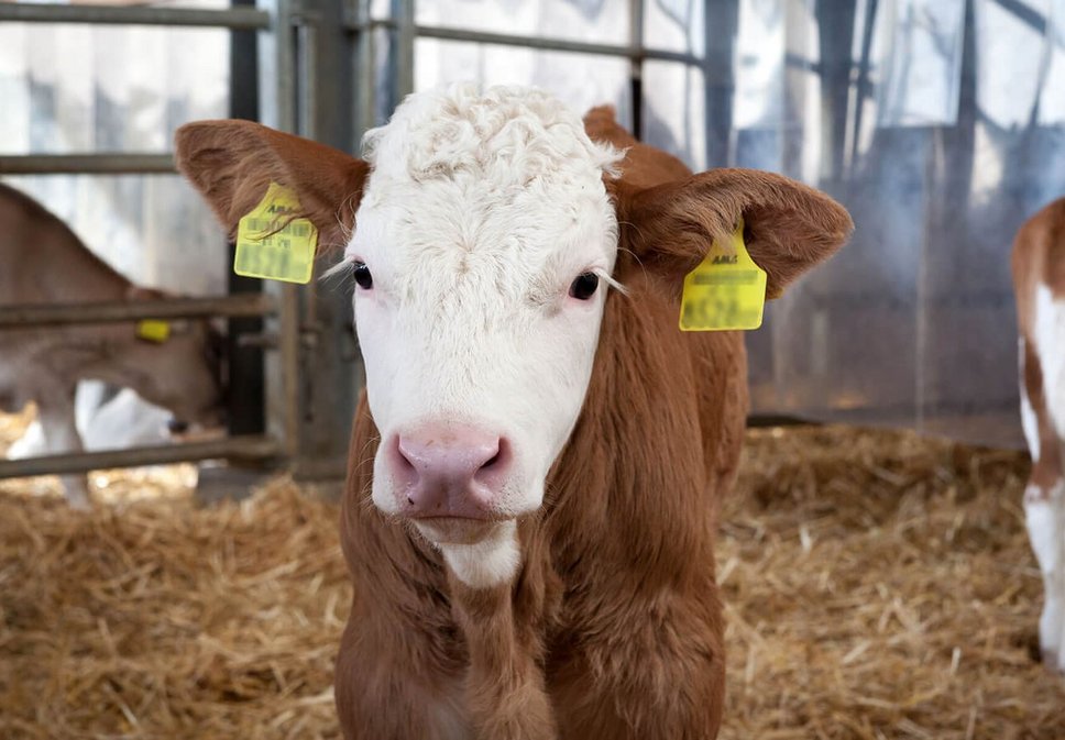 Kopf eines Kalbes am Hof Rehgras, Foto: citronenrot/Vetmeduni