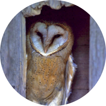 Barn owl © Josef Stefan