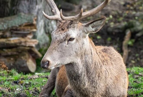 Hirsch in einem Wildgehege mit Geweih