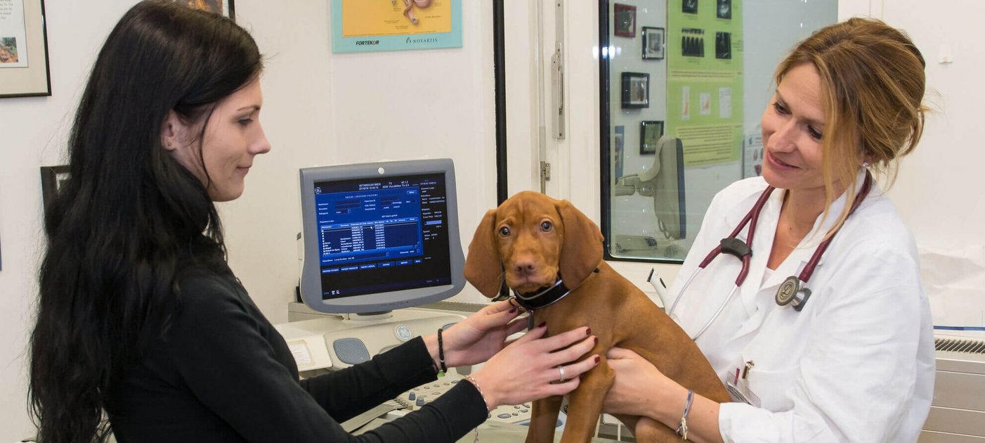 Tierärztin untersucht Hundewelpen