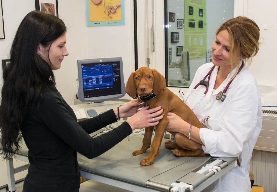 Tierärztin untersucht Hundewelpen