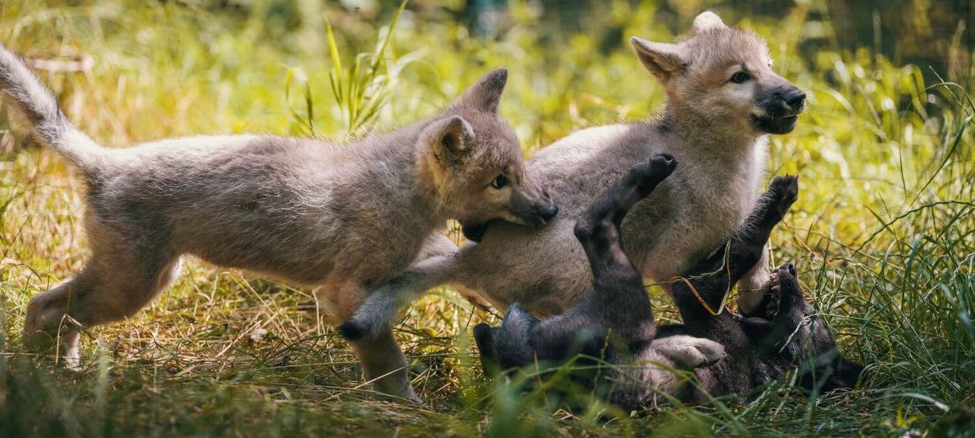 Wolfswelpen Meeko, Kayana und Aiyana