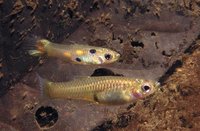 Photo of two guppies