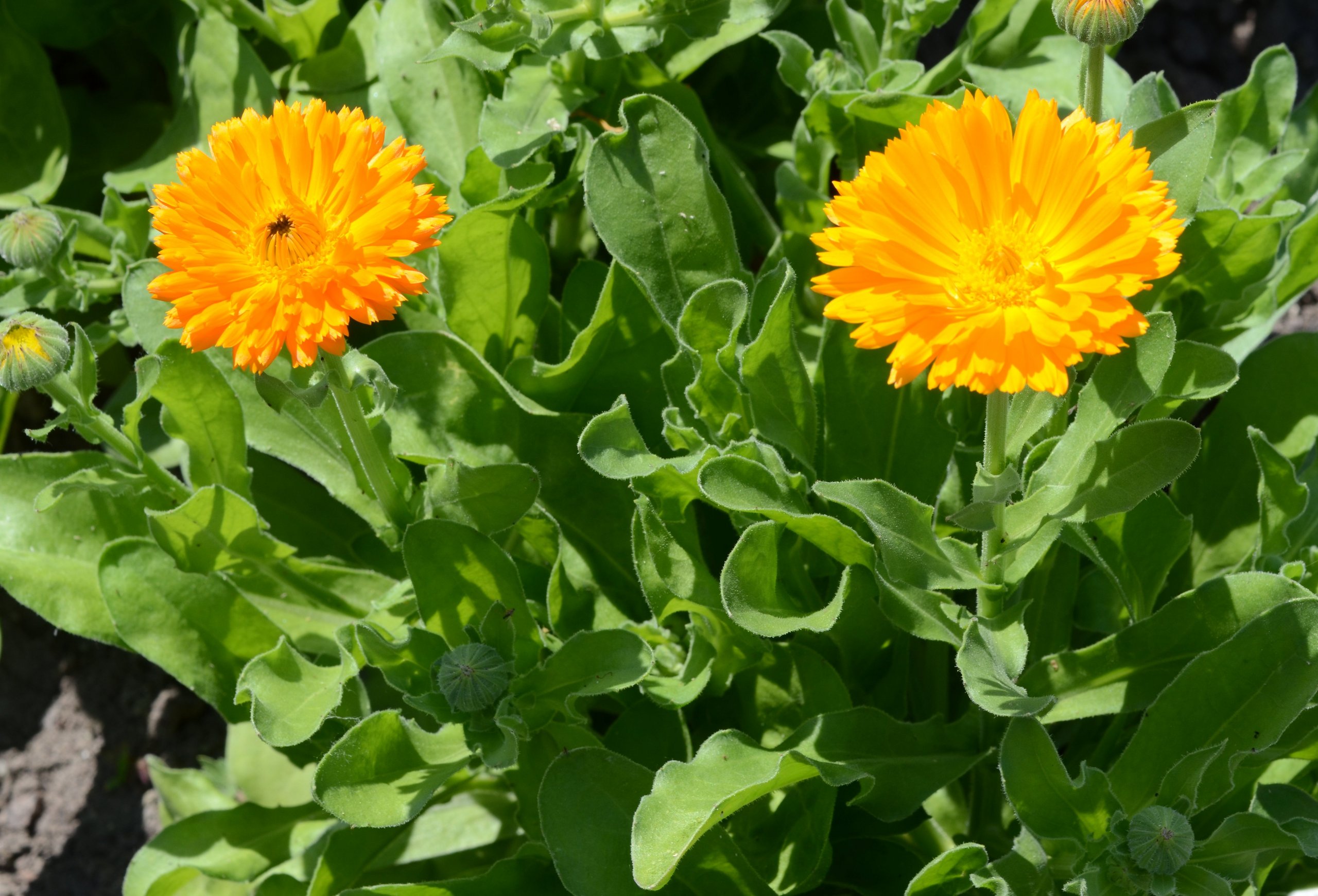Vetmeduni Ringelblume