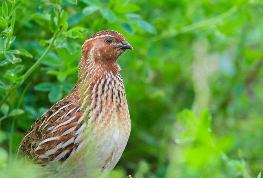 Mast vor Vogelwanderungen verändert die Immunität von Zugvögeln