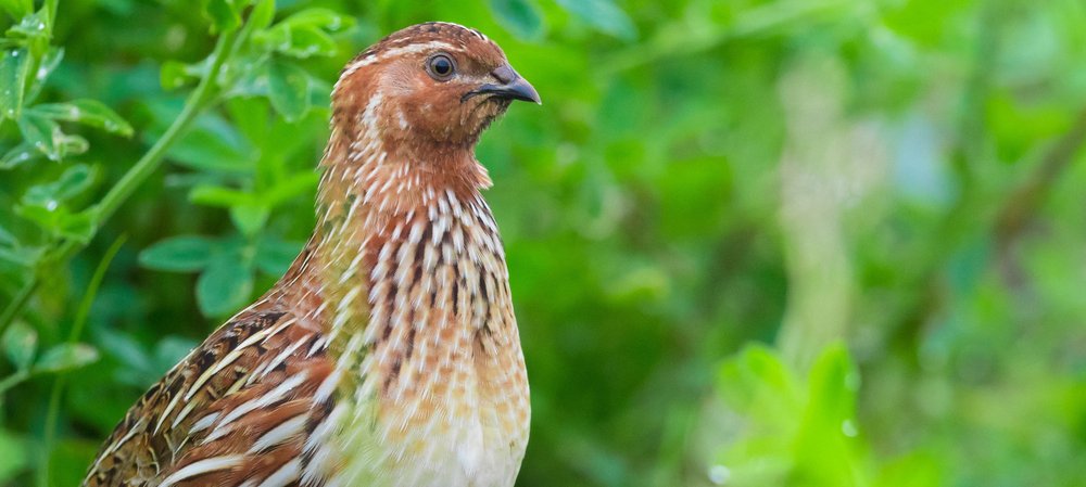 Coturnix coturnix, Foto: shutterstock