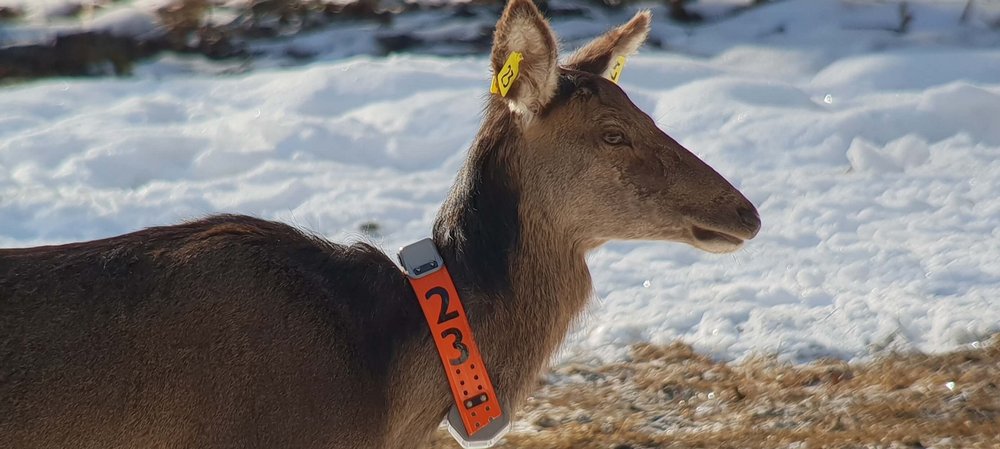 A hind with an organe tracking device