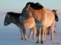 Foto von Przewalski Pferden im Winter