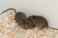 Foto von schnuppernden Mäusen