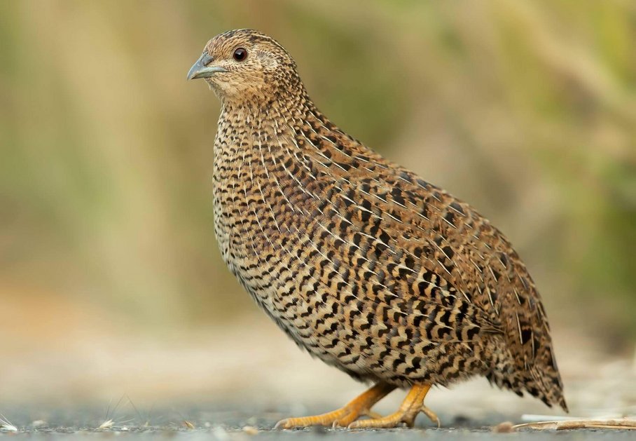 Einzelne Wachtel in freier Wildbahn/single quail in the wild