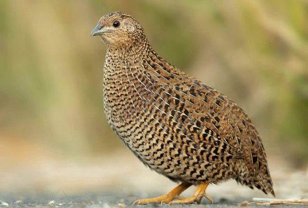 Einzelne Wachtel in freier Wildbahn/single quail in the wild