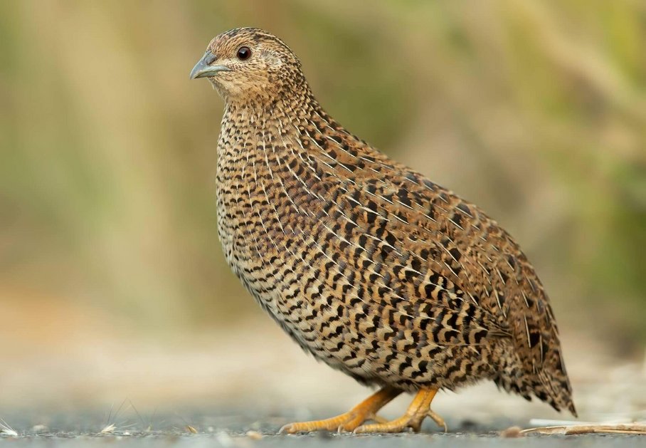 Einzelne Wachtel in freier Wildbahn/single quail in the wild