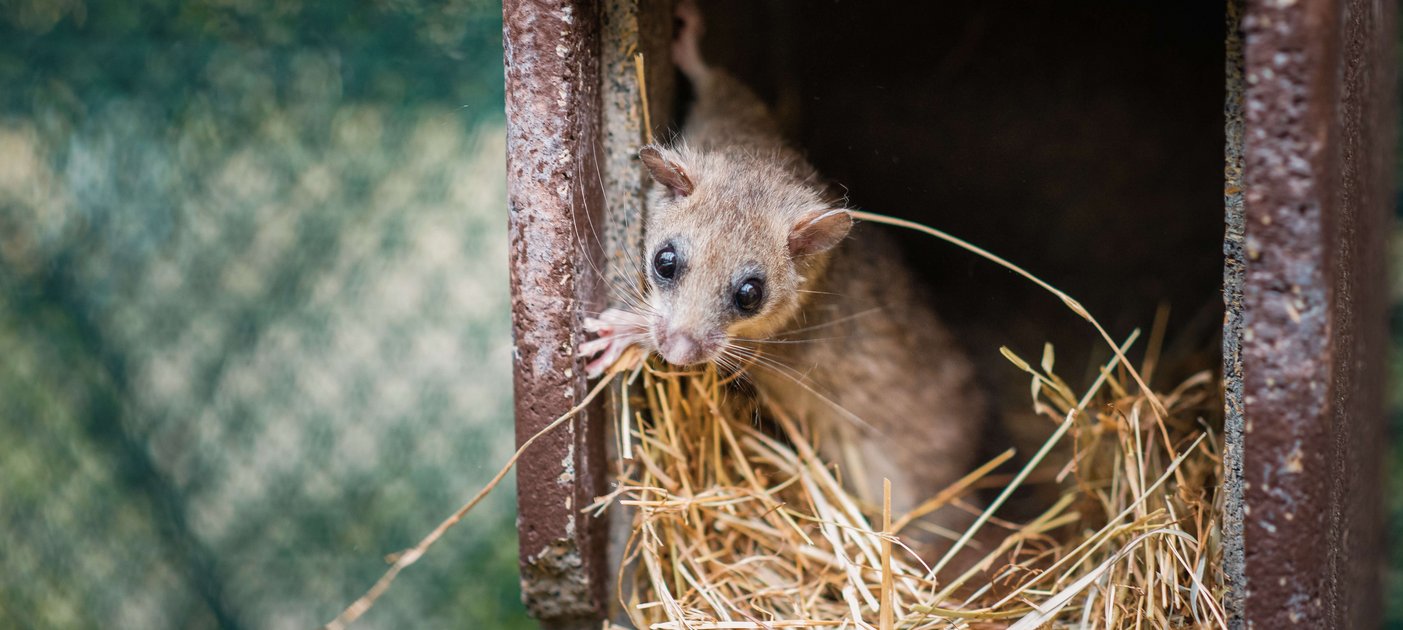 Nistkasten. Wenn der Siebenschläfer kein fertiges Heu-Nest findet, so wie hier in den Gehegen am FIWI, bringt er massenweise frische Blätter in den Nistkasten. Foto: Thomas Suchanek/Vetmeduni