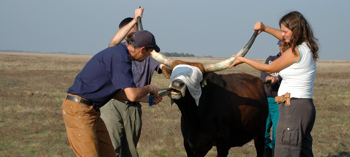 Veterinarians treating an endangered cattle in the field