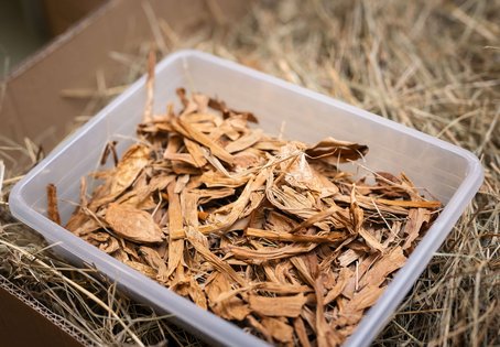 Im Heu gefundene Pflanzenteile der Herbstzeitlose.