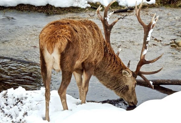 Red deer stag in the snow - Foto Paul Griesberger