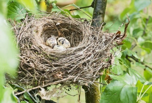 Bird nest with three eggs