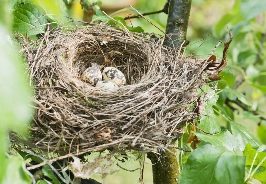 Bird nest with three eggs