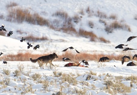 Ein Wolf vertreibt Elstern und Raben von einem Wapiti-Kadaver im Yellowstone-Nationalpark.