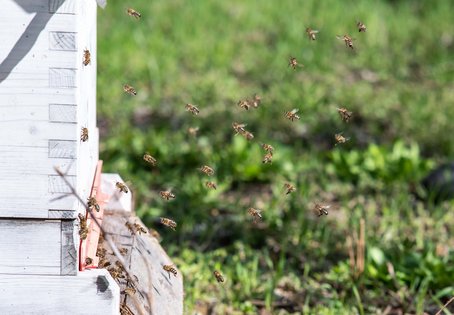Bienenstock: Tipps fürs Tier – Bienengesundheit