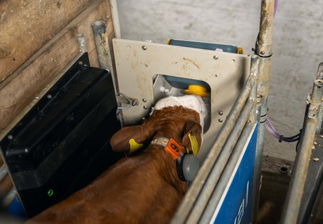Ein Kalb das trinkt